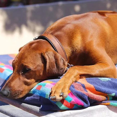 レジデンツァ カプリチョーリ アパートホテル 4*