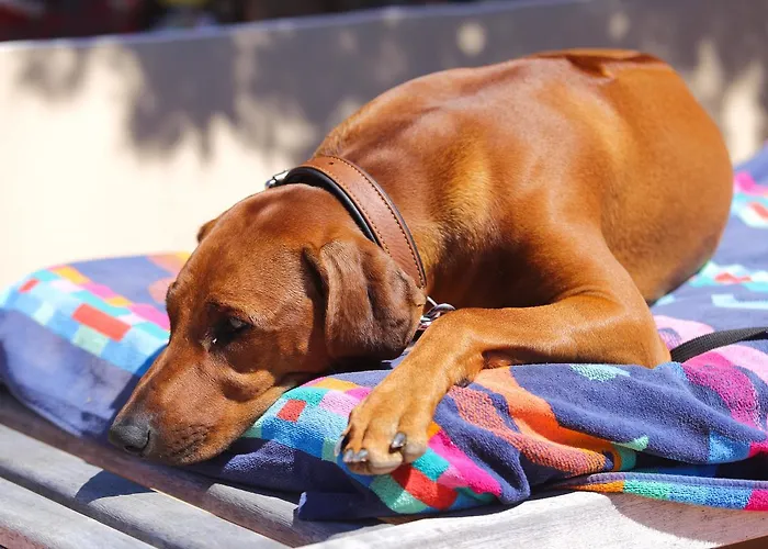 Residenza Capriccioli מלון דירות 4*